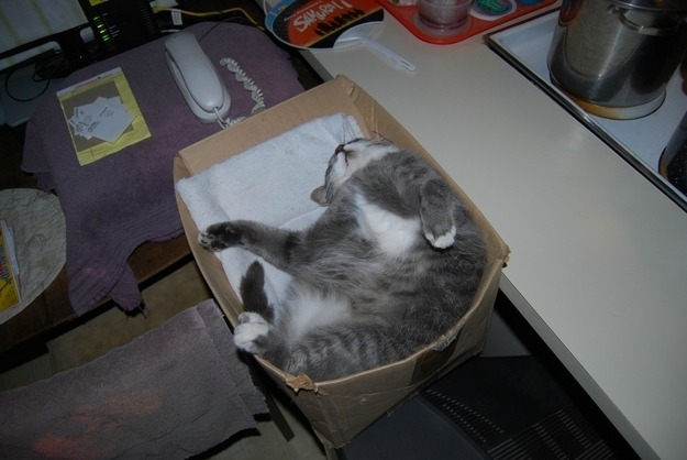 begmetocome:  catsbeaversandducks:  It’s International Box Day! Photos via BuzzFeed