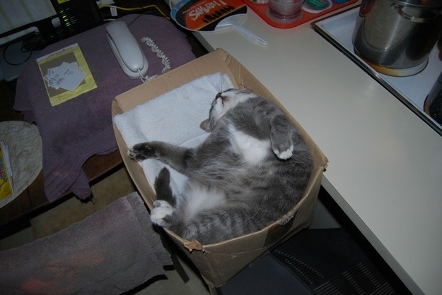 catsbeaversandducks:
“ It’s International Box Day!
Photos via BuzzFeed
”