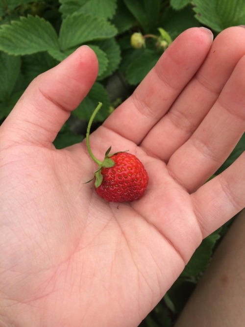 honeydaydream: strawberry picking!!
