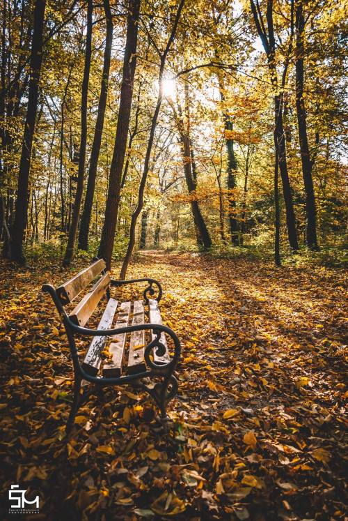 #272 Take a walk in the golden November hours through colourfulMaksimirska Šuma in Zagreb.Photo by Š