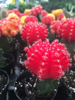 zerno-x:  my brother and i got matching cacti today 🌵 // 31.01.16