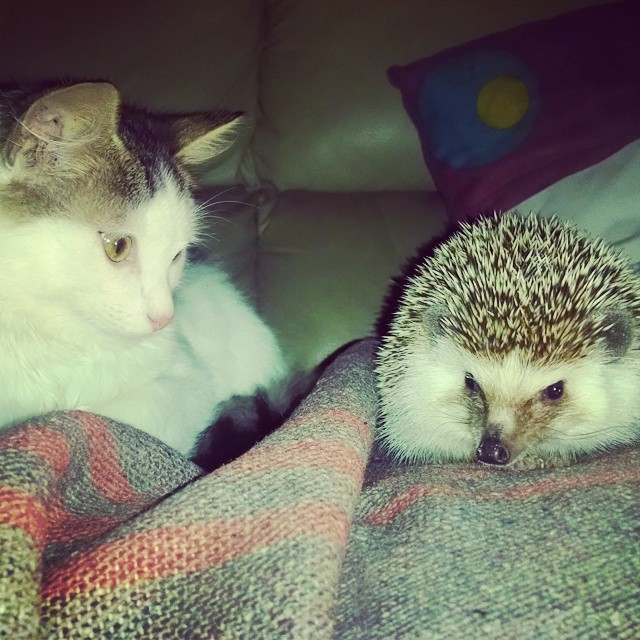 #hermanos #pet #cute #hedgehog #cat #catlover #love #animal