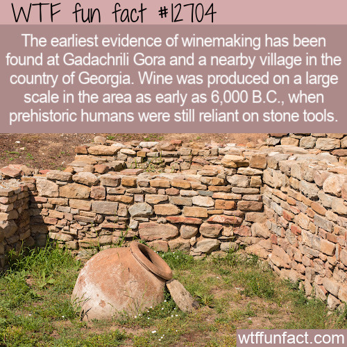Humans&rsquo; love of wine goes back to the Stone Age. Click to read the full fact.