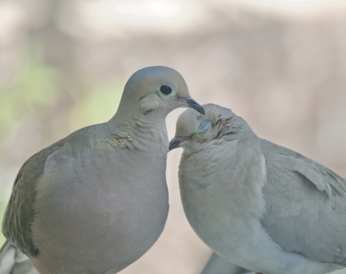 greenandflex:love birds