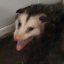 opossums-areawesome