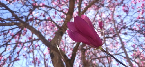 And Here Are Some More.. These Are Japanese Magnolias. I Don't Know What The Last Tree Was, I Forgot