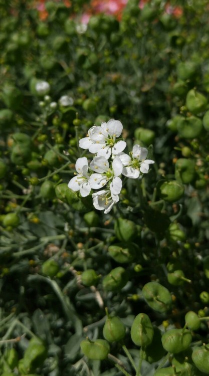 Ptilotrichum lapryrousianum is in the broccoli family Brassicaceae. Native to eastern Spain along th