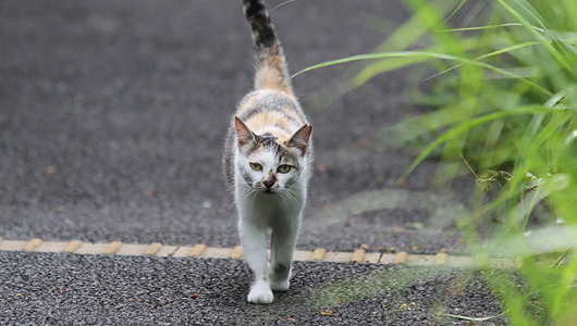 Cat makes harrowing 200-mile trek to find its way home     Scientists, baffled by the Florida cat’s incredible navigational skills, search for answers.
