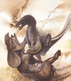 paleoillustration:  “During the Polish-Mongolian paleontological expedition to the Gobi Desert of Mongolia, in 1971, an articulated Velociraptor mongoliensis skeleton was found with hands and feet grasping a Protoceratops andrewsi. Evidence suggests