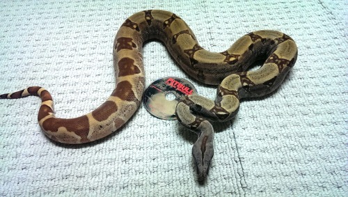 Salmon boa constrictor. -RouletteShe’s bout 1.5 year old now.2 large rats weekly for the p