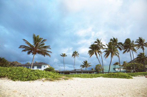 Garden on palms, Hawaii. 