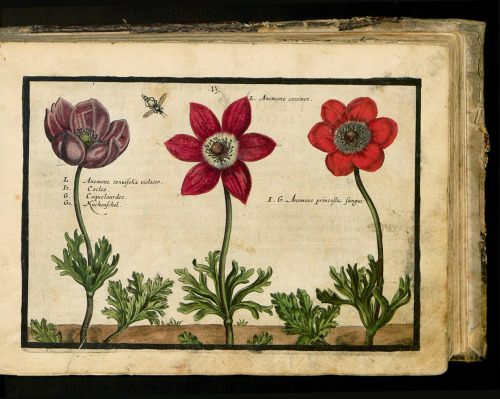 Crispijn de Passe, Hortus Floridus, 1614. Arnhem. Via University Library Sachsen-Anhalt, Germany.