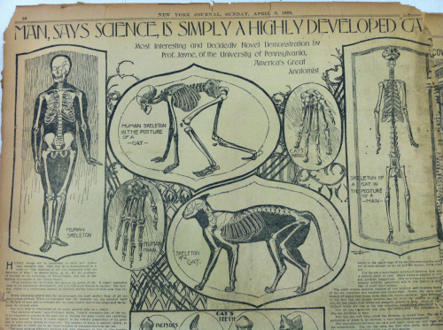 puszcza: Man, says science, is simply a highly developed cat (New York Journal, 1898)