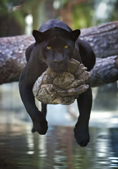 awesome-picz:Panthers Are Just XXXL Sized Black Cats.