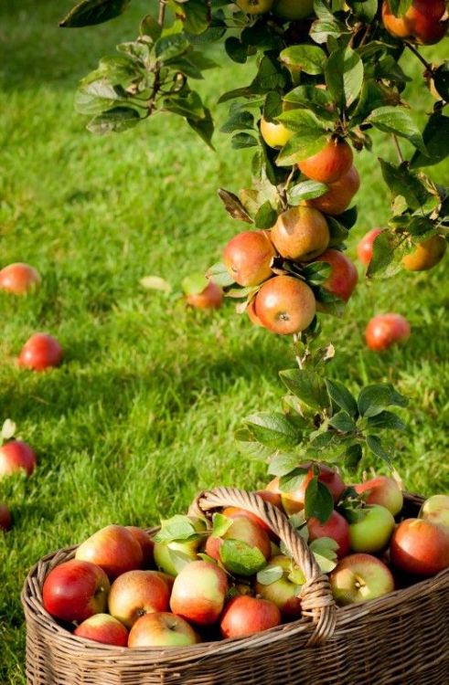 seasonalwonderment:  Apple Harvest