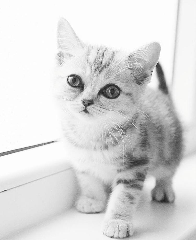 friendly-animals:  friendly-animals:  (Source)  Follow Our New Instagram: animals_lovers_ig (: