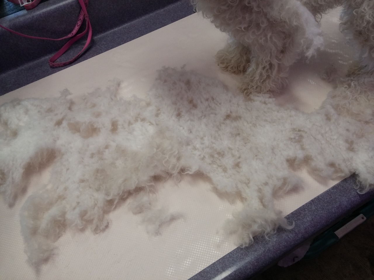 mooseings:  fortheloveoffurrythings:  *Sigh* Alright, pet owners. We need to have