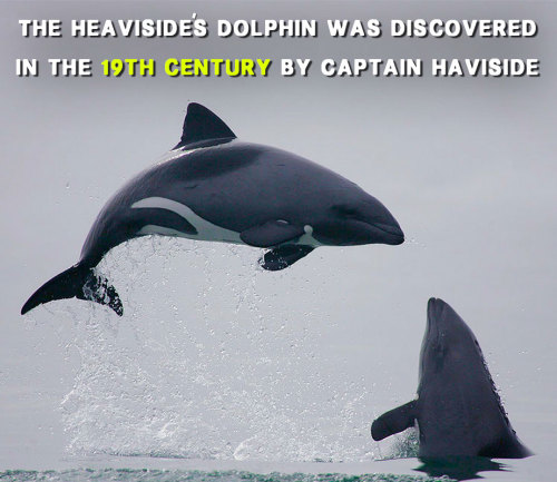 vbasement:  Get to know dolphins! 