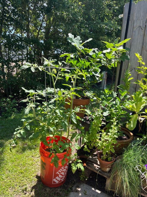 Garden Update!