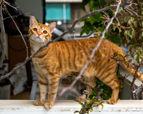 Portraits of cats living next door and across the street. April 2020, Athens GR. 