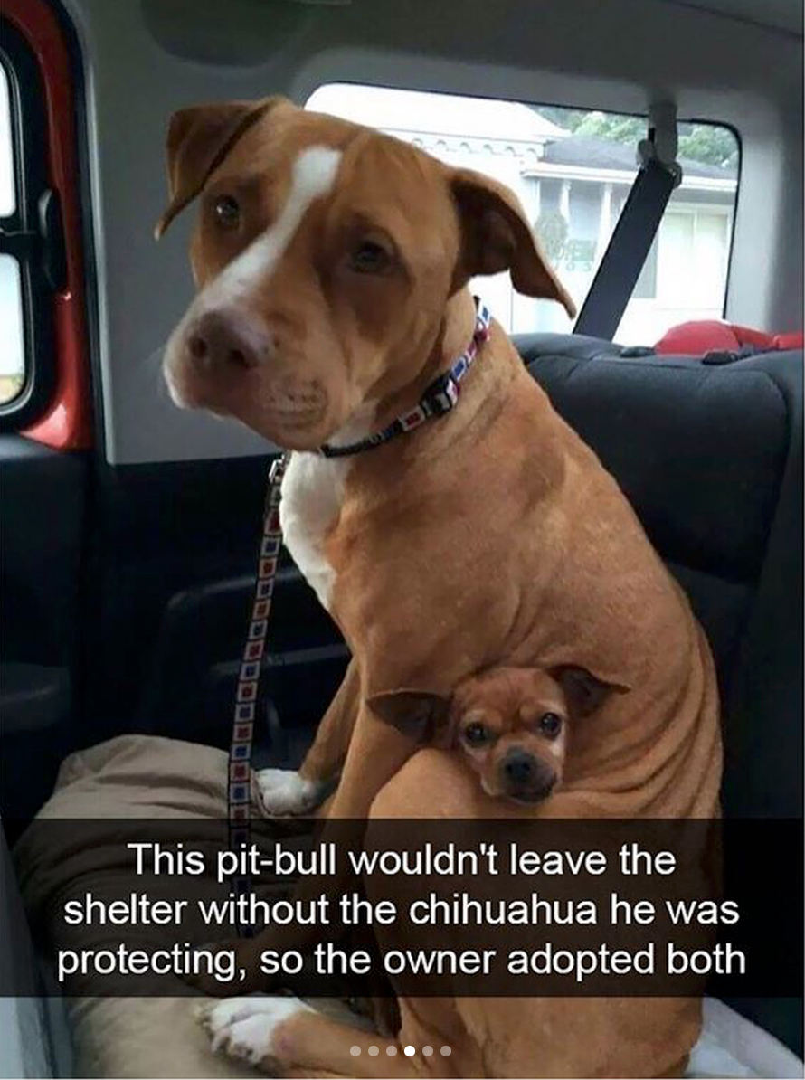 babyanimalgifs:  Animal snaps