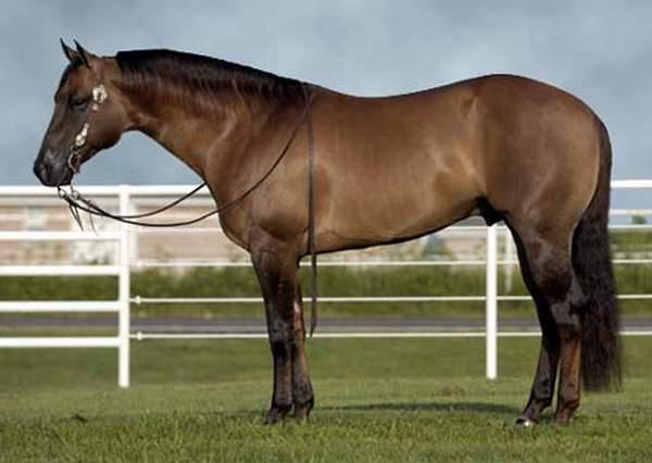 liver chestnut horse