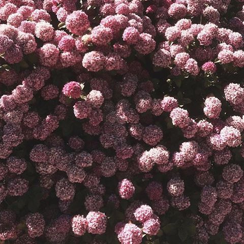 foundbyfleurette:smells like summer. #hydrangea #lesfleurs