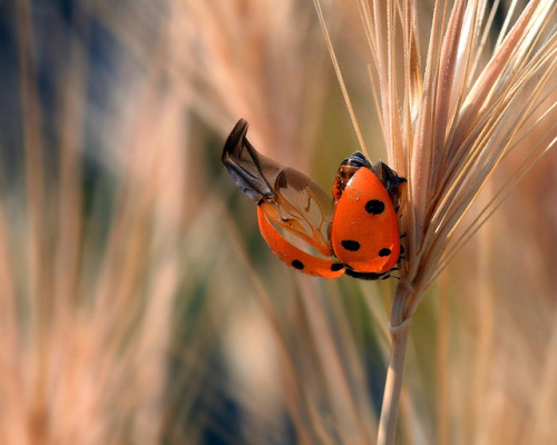 Coccinelle by home77_Pascale on Flickr.