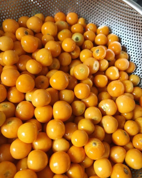 Hello gorgeous gooseberries…what a bumper haul from the garden bush! (Now they&rsquo;re jam.) #capeg