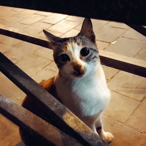 I know you’ve been waiting for the real cats of Cairo so here it is! This cutie joined me for a glas