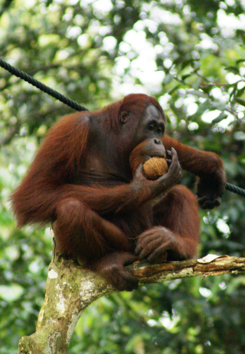 Orangutans are named not for the  color, orange. Their name comes from the Indonesian and Malay word