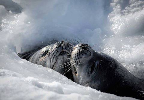 earthstory:   The Weddell Seal  Weddell Seals are true seals, belonging to the group known as Phocidae. They are the most southerly breeding mammal in the world (aside from potential humans), and they are the most well known of the Antarctic seals. They