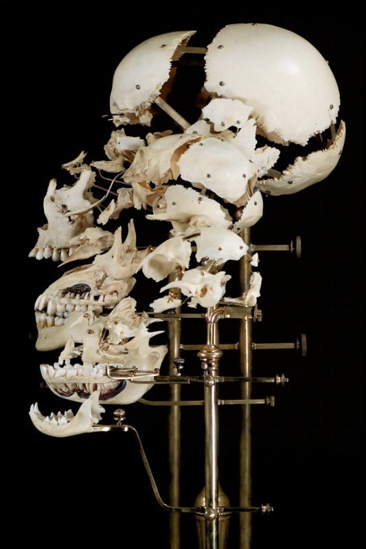 jack089:  Exploded and dissected skulls. Beauchene Skull - Mounted preparation of