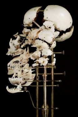 jack089:  Exploded and dissected skulls.