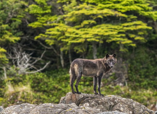wolveswolves:  Photographer zooms in on the unique coastal wolves of British Columbia  Wolves living on the coastline of the Pacific Northwest are so specialized that they are considered an unofficial subspecies of the Gray wolf (Canis lupus). Conservatio