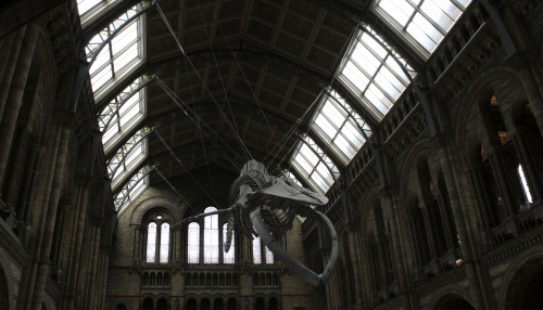 Ph: @emiliehaunted (at @natural_history_museum, London 2017)