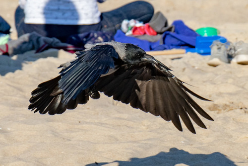 Hugin?Baltic Sea. 