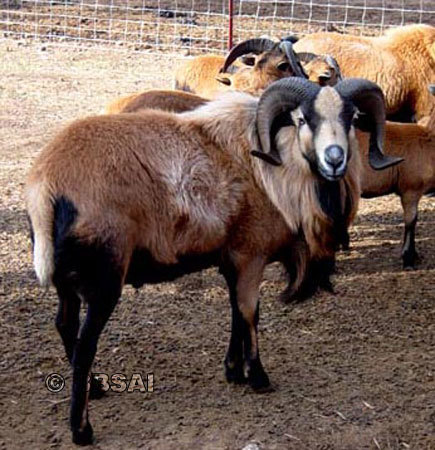 Photos from x and xThe American blackbelly sheep is an open registry version of the Barbados blackbe