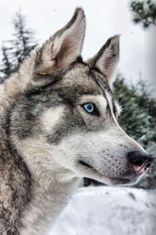 Porn photo wolverxne:  West Siberian Laika ~ by: (Denis