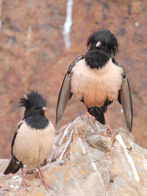 Rosy Starling (Pastor roseus) &gt;&gt;by Elena Shnayder