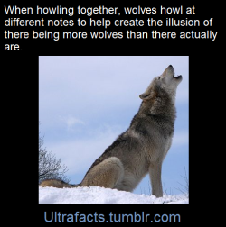 ultrafacts:    Howling consists of a fundamental frequency which may lie between 150 and 780 Hz, and consists of up to 12 harmonically related overtones. The pitch usually remains constant or varies smoothly, and may change direction as many as four or