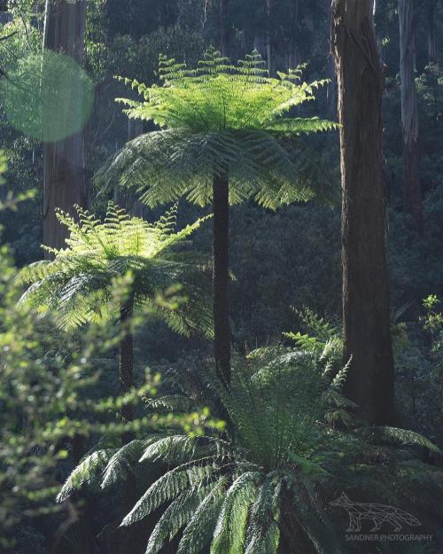 oneshotolive:  Tree ferns in a Mountain Ash Forest in Victoria Australia IG @steven.sandner [OC] [1080x1350] 📷: steven_sandner 