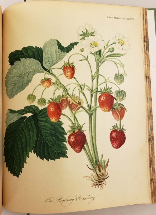 From: Royal Horticultural Society (Great Britain). Transactions of the Horticultural Society of Lond