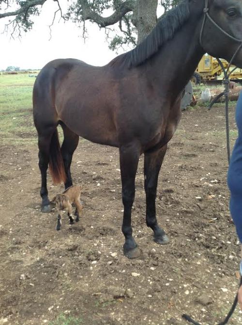 kuttithevangu:dreamsofdressage:Remind me to buy him his own goat i love photos of horses being 