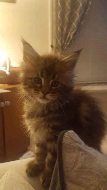 leoasskerville: I’m getting this kitten next week!!