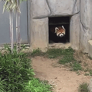 thenatsdorf: Red panda picks a fight with a rock. [full video]