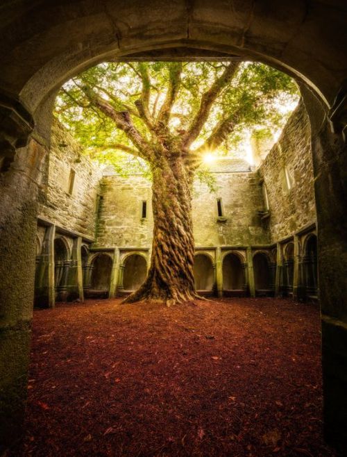 kecskekvlt:Muckross Abbey, Ireland