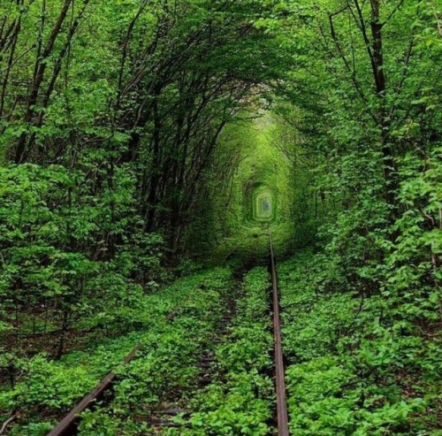 awesomeearthpix: Tunnel of Love in Kleven, Ukraine | Photography by ©Oleg Gordienko