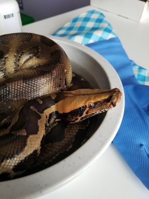 Stinky swamp child shed for me the other day!Demeter, Sumatran Short Tail Python (P. curtus).