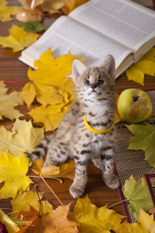 cuteness-daily: ironychan: strawberrieninja: newvagabond: asnhugausjkfd what are baby servals doing 